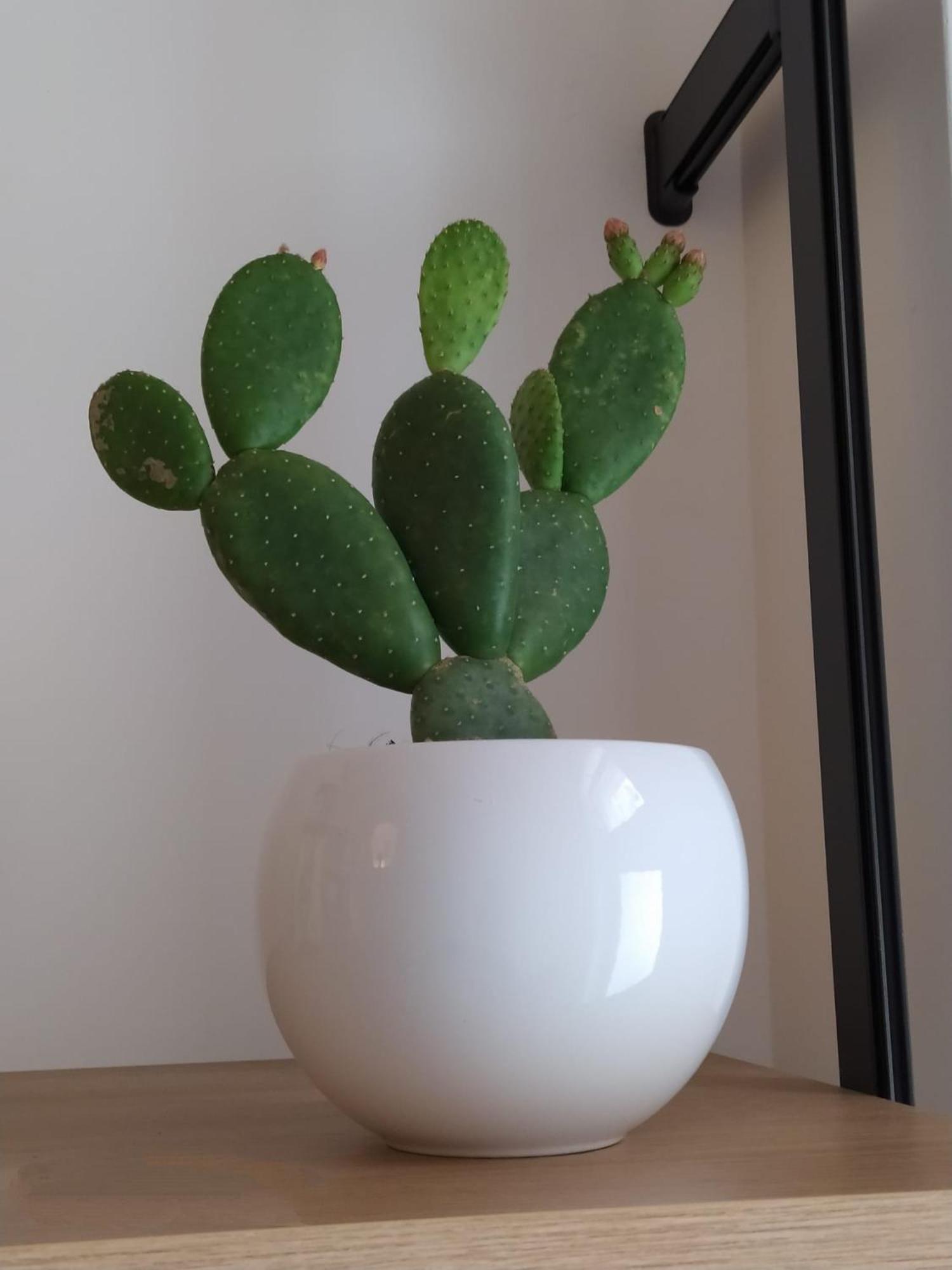 莱切Adele别墅 外观 照片